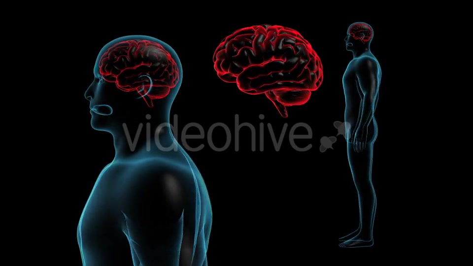 Transparent Human Body with Brain Full HD Videohive 19113079 Motion Graphics Image 3