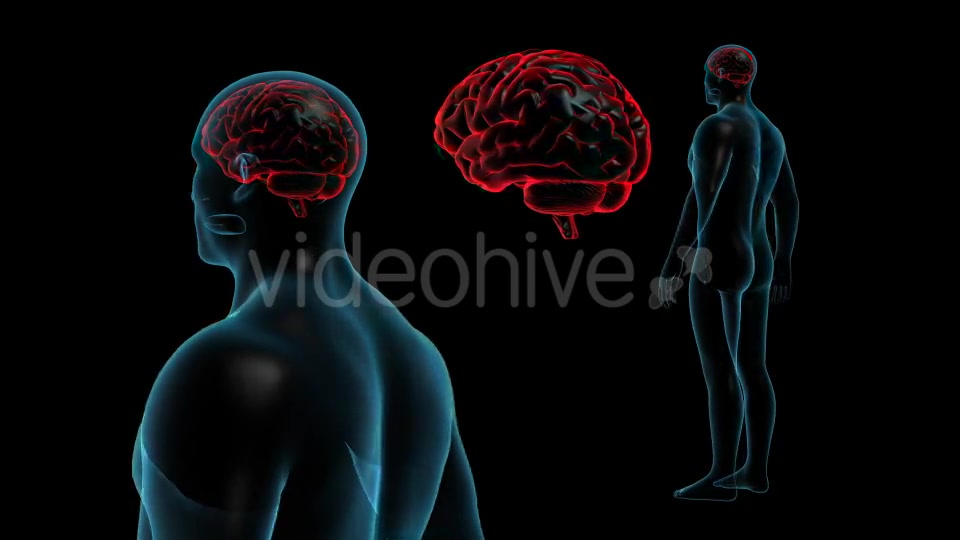 Transparent Human Body with Brain Full HD Videohive 19113079 Motion Graphics Image 4