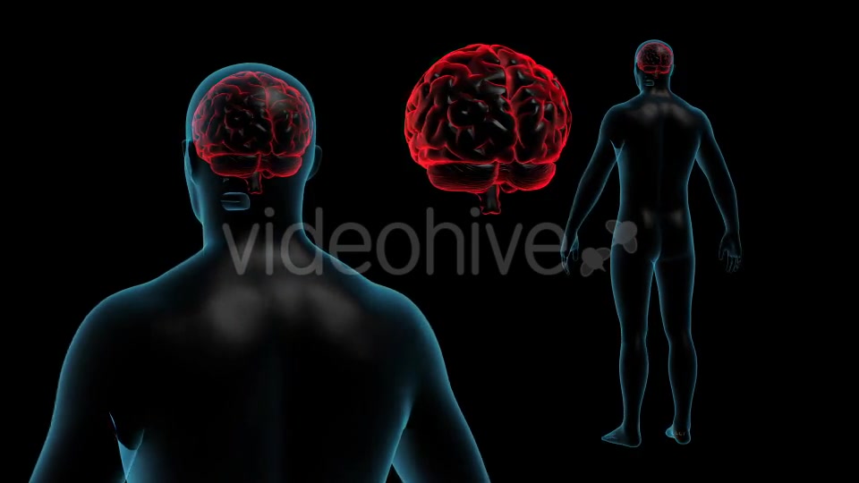 Transparent Human Body with Brain Full HD Videohive 19113079 Motion Graphics Image 5
