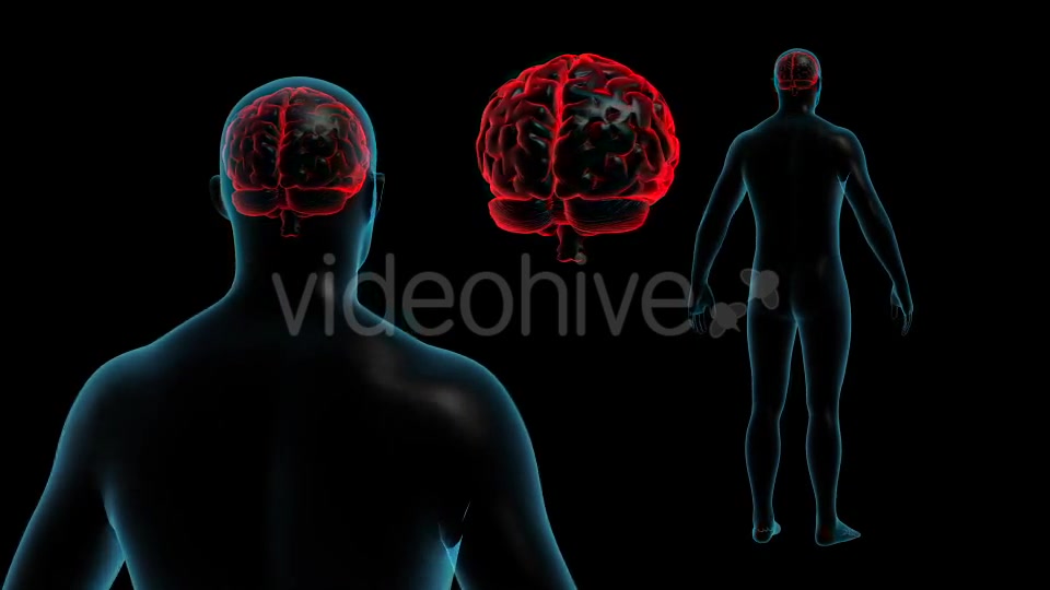Transparent Human Body with Brain Full HD Videohive 19113079 Motion Graphics Image 6
