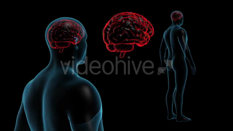 Transparent Human Body with Brain Full HD Videohive 19113079 Motion Graphics Image 7