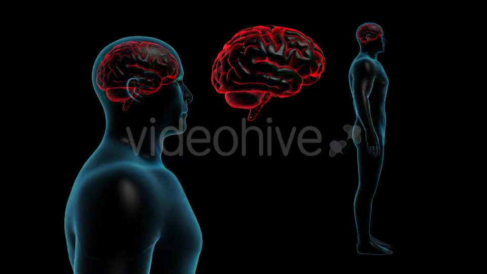 Transparent Human Body with Brain Full HD Videohive 19113079 Motion Graphics Image 8