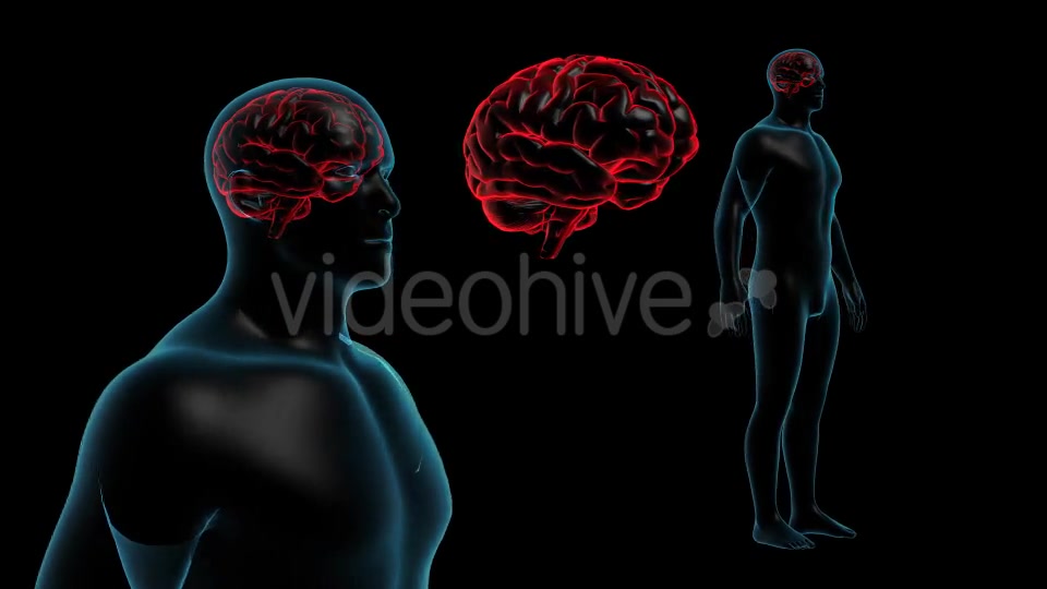 Transparent Human Body with Brain Full HD Videohive 19113079 Motion Graphics Image 9