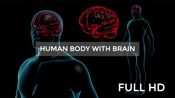 Transparent Human Body with Brain Full HD - Download 19113079 Videohive
