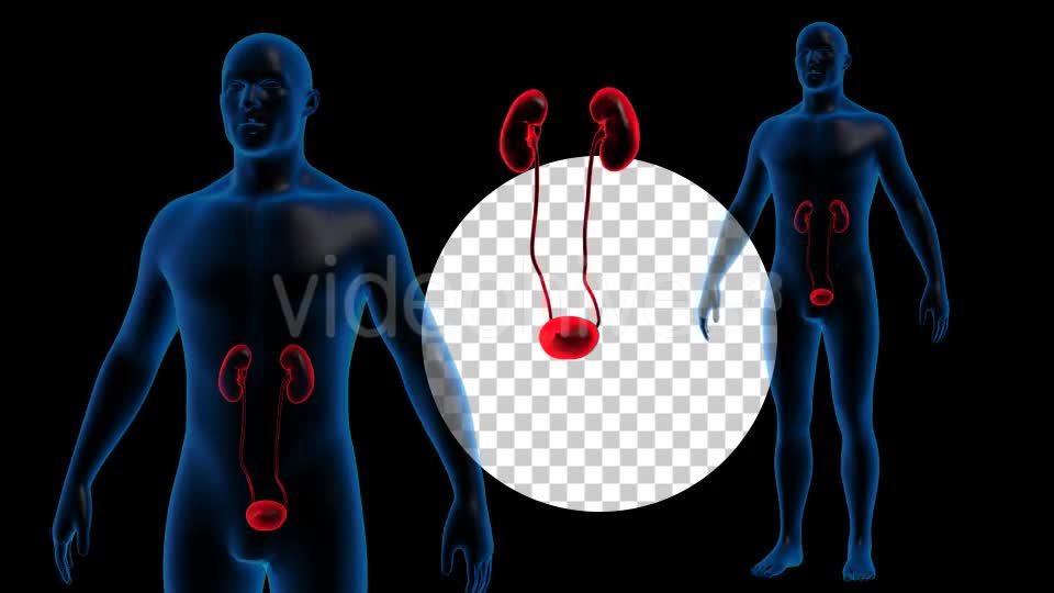 Transparent Human Body with Kidneys Rotation Full HD Videohive 19113296 Motion Graphics Image 1