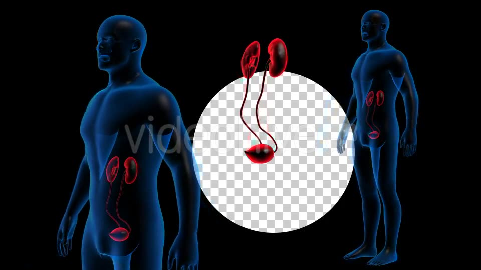 Transparent Human Body with Kidneys Rotation Full HD Videohive 19113296 Motion Graphics Image 2