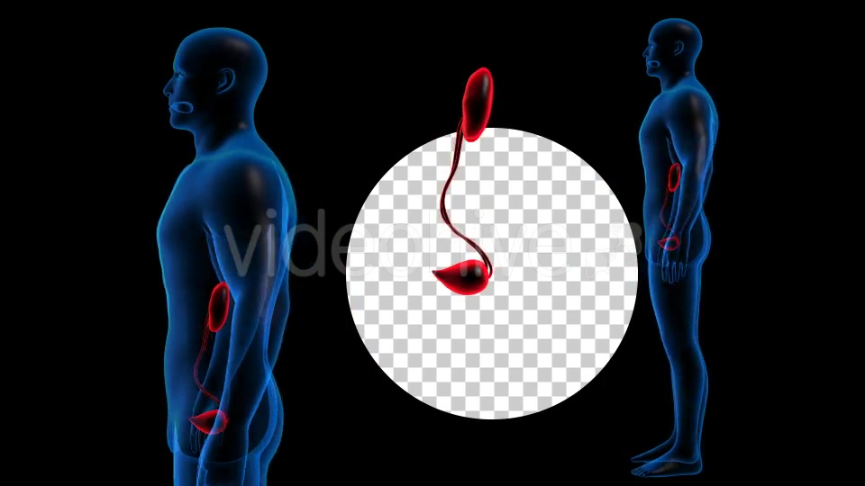 Transparent Human Body with Kidneys Rotation Full HD Videohive 19113296 Motion Graphics Image 3