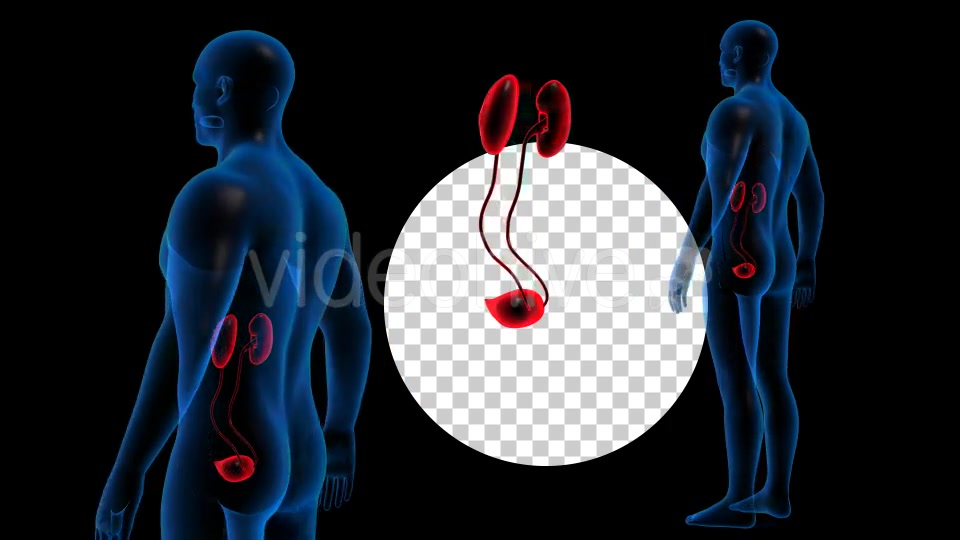 Transparent Human Body with Kidneys Rotation Full HD Videohive 19113296 Motion Graphics Image 4