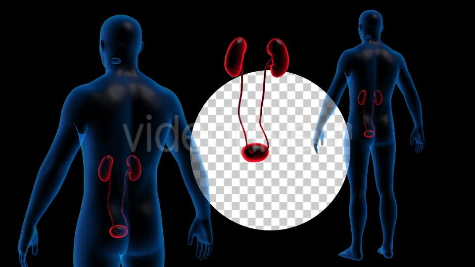 Transparent Human Body with Kidneys Rotation Full HD Videohive 19113296 Motion Graphics Image 5