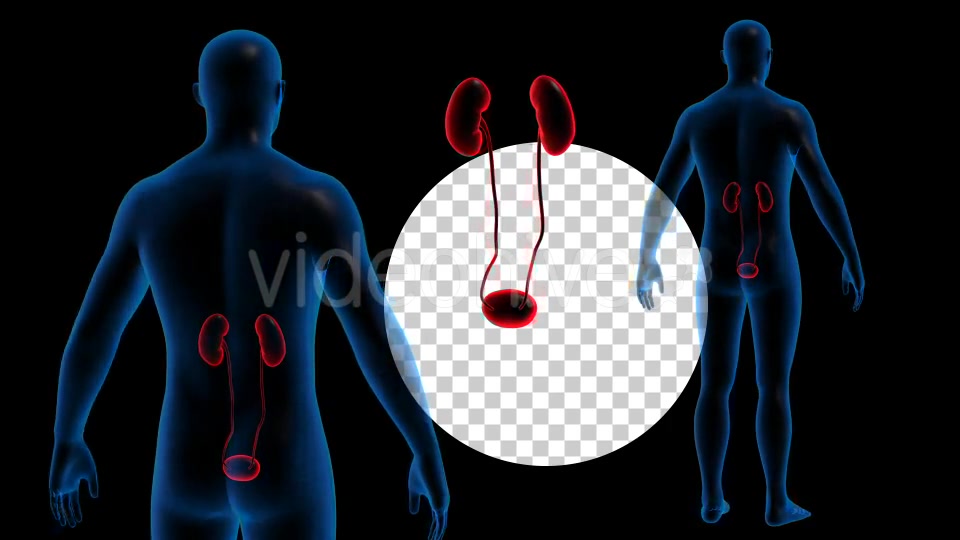 Transparent Human Body with Kidneys Rotation Full HD Videohive 19113296 Motion Graphics Image 6