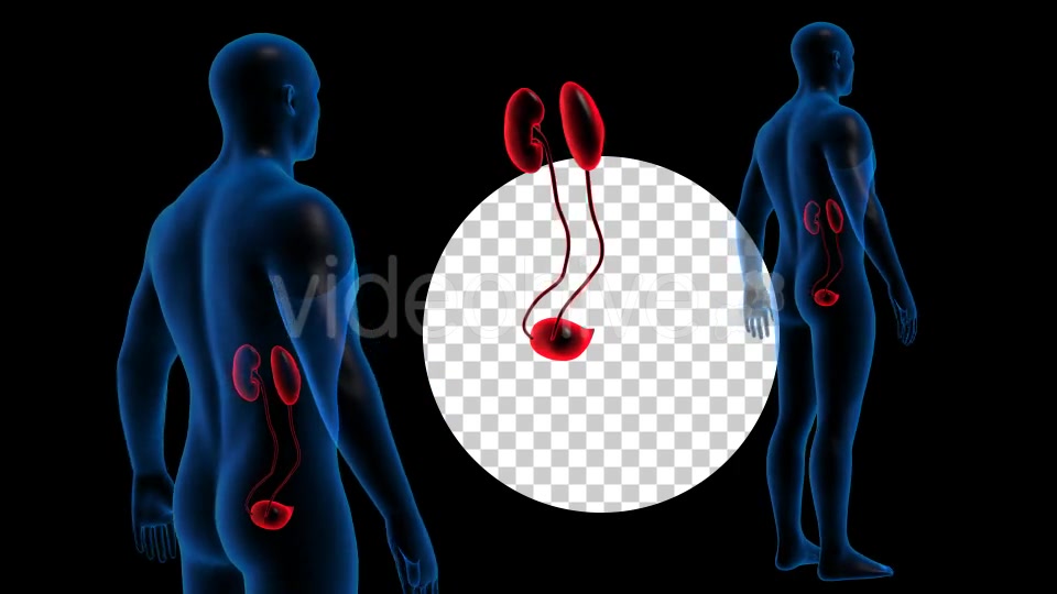 Transparent Human Body with Kidneys Rotation Full HD Videohive 19113296 Motion Graphics Image 7