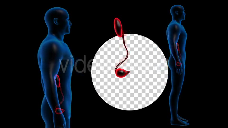 Transparent Human Body with Kidneys Rotation Full HD Videohive 19113296 Motion Graphics Image 8