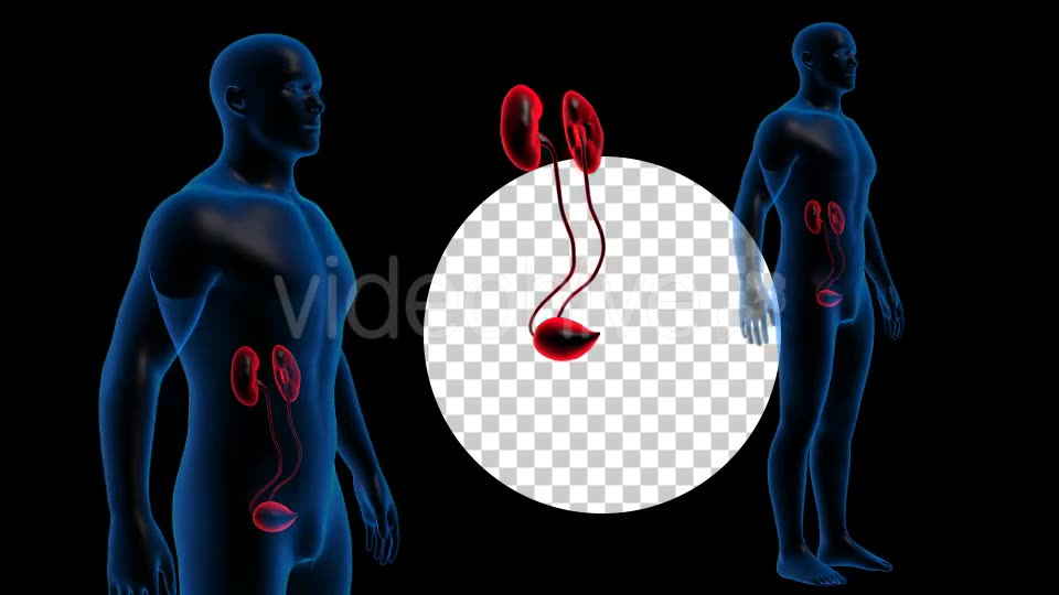 Transparent Human Body with Kidneys Rotation Full HD Videohive 19113296 Motion Graphics Image 9