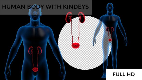 Transparent Human Body with Kidneys Rotation Full HD - Videohive Download 19113296