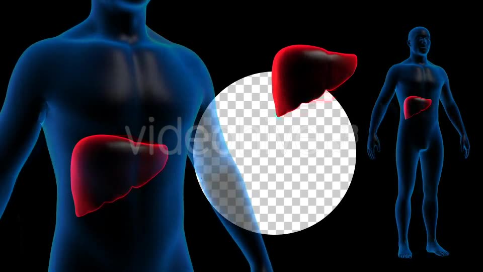 Transparent Human Body with Liver Full HD #1 Videohive 19112900 Motion Graphics Image 10
