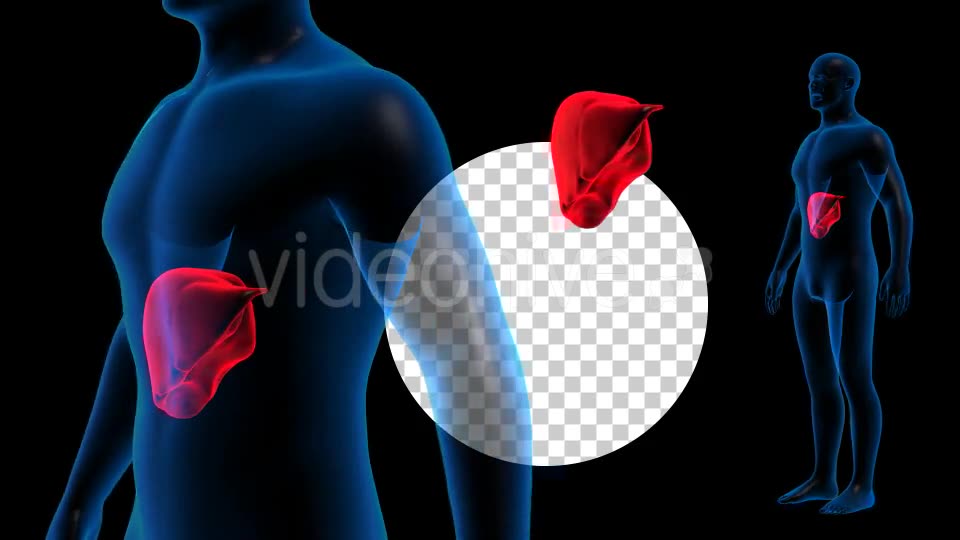 Transparent Human Body with Liver Full HD #1 Videohive 19112900 Motion Graphics Image 2