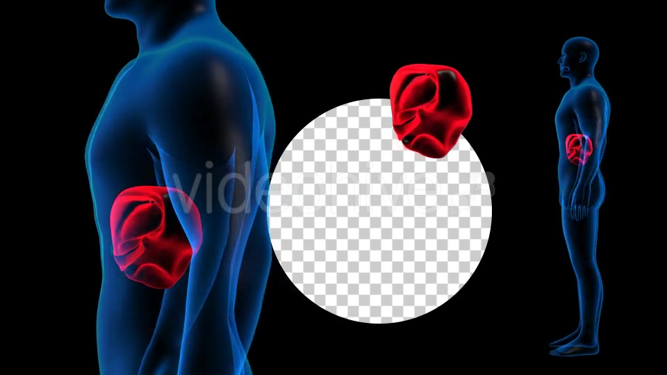 Transparent Human Body with Liver Full HD #1 Videohive 19112900 Motion Graphics Image 3