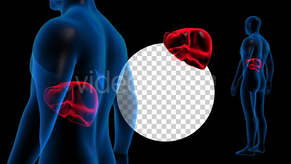 Transparent Human Body with Liver Full HD #1 Videohive 19112900 Motion Graphics Image 4