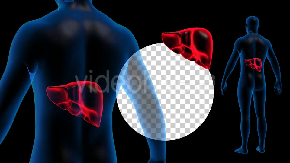Transparent Human Body with Liver Full HD #1 Videohive 19112900 Motion Graphics Image 5