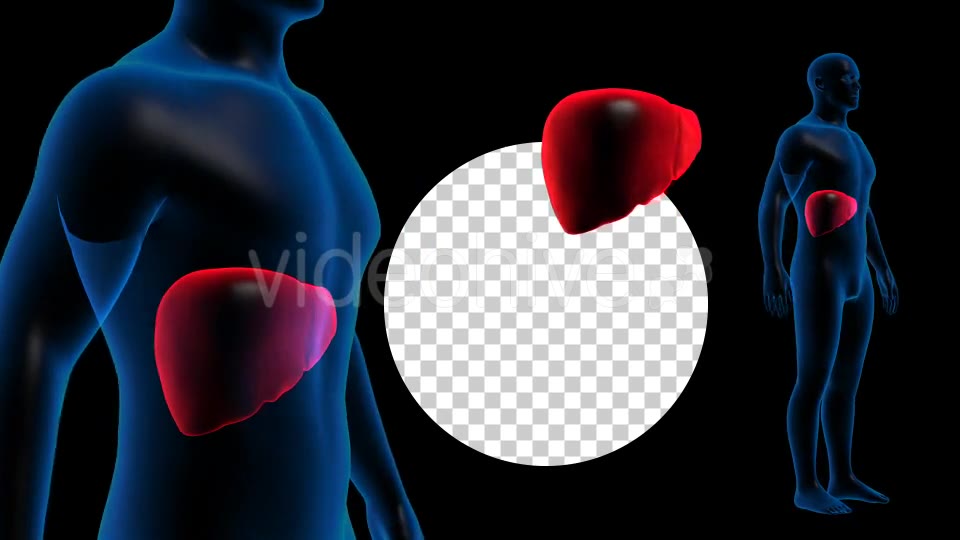 Transparent Human Body with Liver Full HD #1 Videohive 19112900 Motion Graphics Image 9