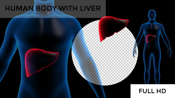 Transparent Human Body with Liver Full HD #1 - Videohive 19112900 Download
