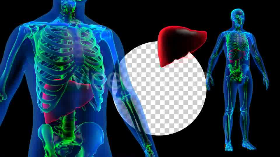Transparent Human Body with Liver Rotation Full HD Videohive 19113390 Motion Graphics Image 10