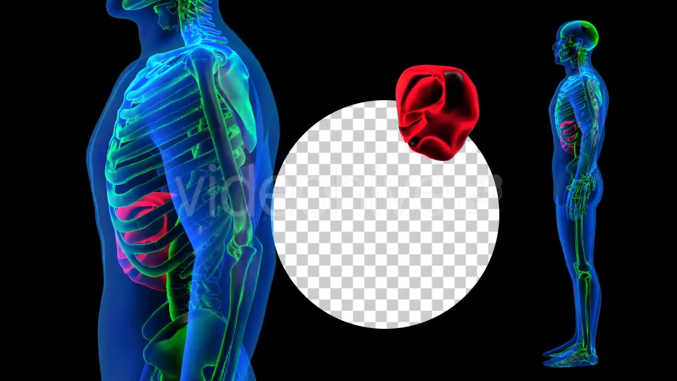 Transparent Human Body with Liver Rotation Full HD Videohive 19113390 Motion Graphics Image 3