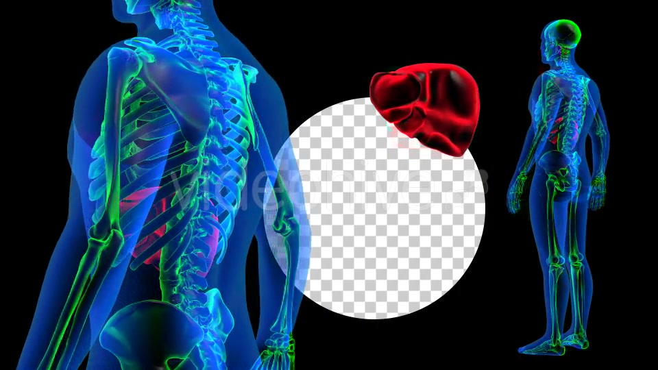 Transparent Human Body with Liver Rotation Full HD Videohive 19113390 Motion Graphics Image 4