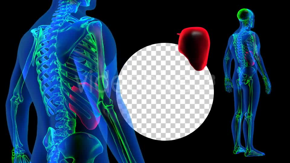 Transparent Human Body with Liver Rotation Full HD Videohive 19113390 Motion Graphics Image 7