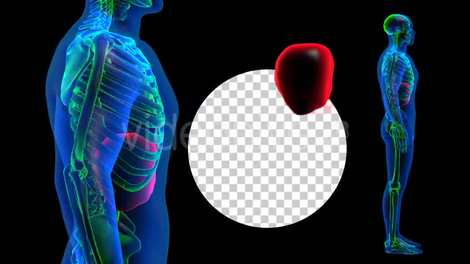 Transparent Human Body with Liver Rotation Full HD Videohive 19113390 Motion Graphics Image 8