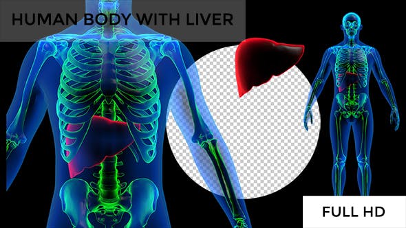 Transparent Human Body with Liver Rotation Full HD - 19113390 Download Videohive