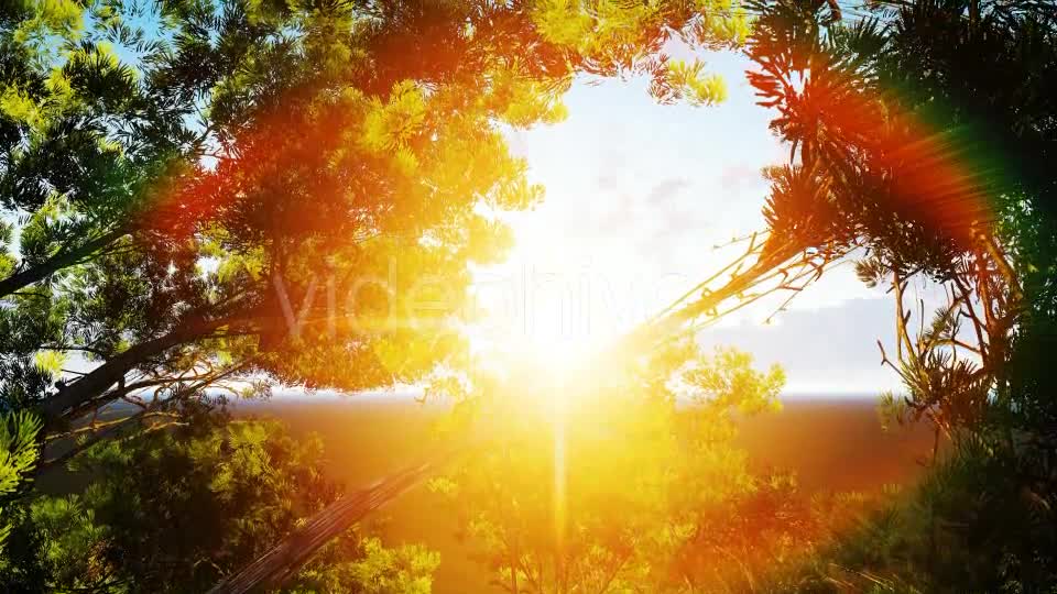 Tree and Birds Sunset Videohive 19477771 Motion Graphics Image 1