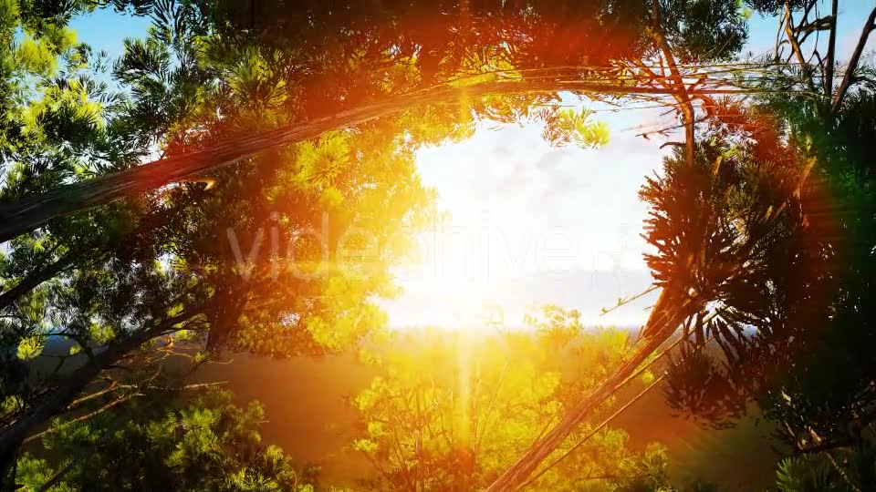 Tree and Birds Sunset Videohive 19477771 Motion Graphics Image 2