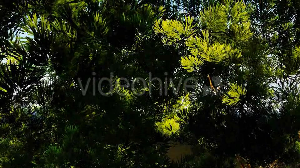 Tree and Birds Sunset Videohive 19477771 Motion Graphics Image 4
