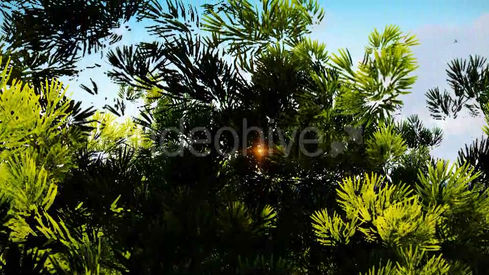 Tree and Birds Sunset Videohive 19477771 Motion Graphics Image 5