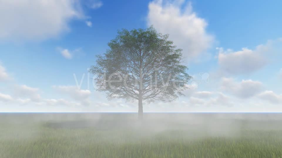 Tree and Fog Videohive 19565267 Motion Graphics Image 1