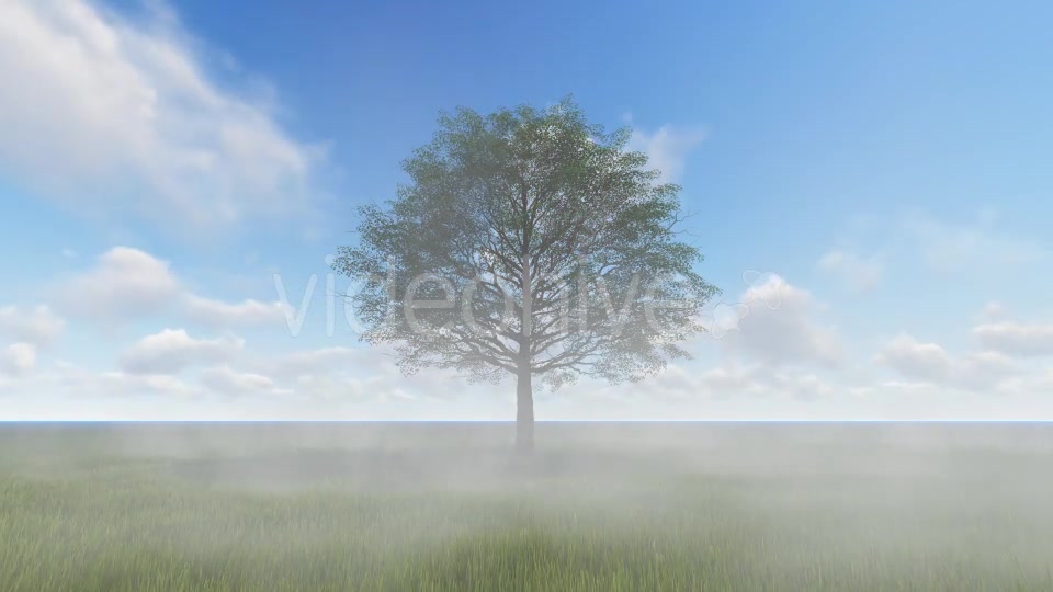 Tree and Fog Videohive 19565267 Motion Graphics Image 2