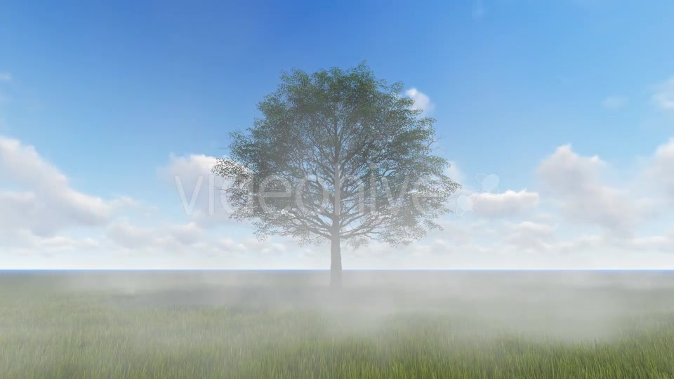 Tree and Fog Videohive 19565267 Motion Graphics Image 4