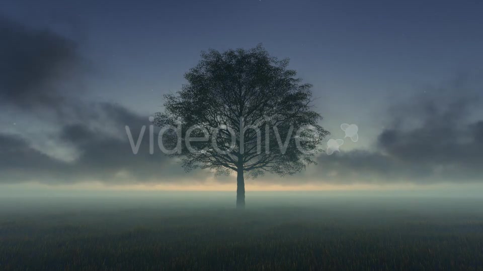 Tree and Time lapse Clouds Videohive 19594562 Motion Graphics Image 3