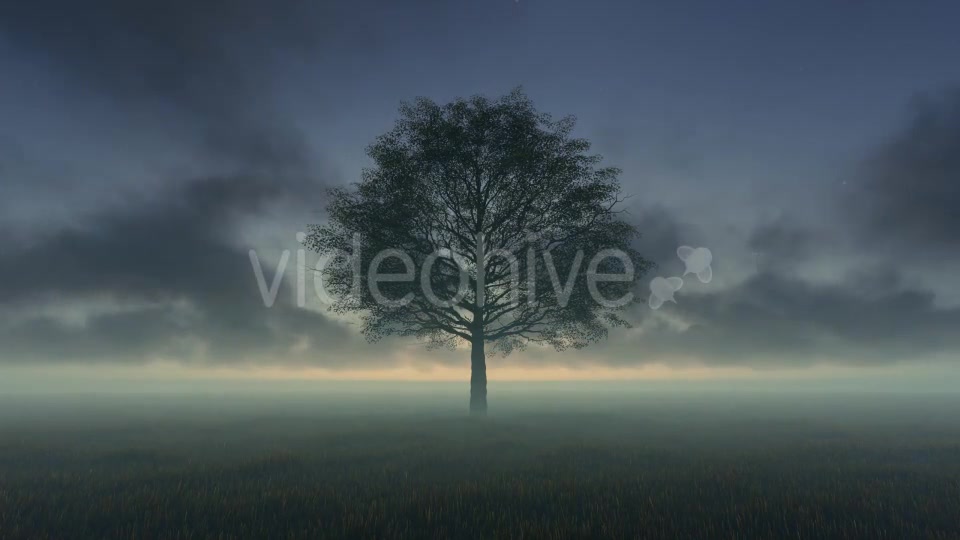 Tree and Time lapse Clouds Videohive 19594562 Motion Graphics Image 7