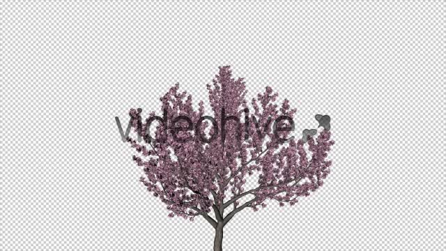 Tree Cherry Blossom Videohive 6076983 Motion Graphics Image 1
