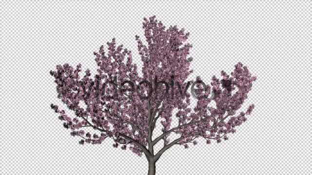 Tree Cherry Blossom Videohive 6076983 Motion Graphics Image 10
