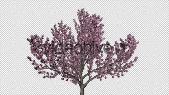 Tree Cherry Blossom Videohive 6076983 Motion Graphics Image 11