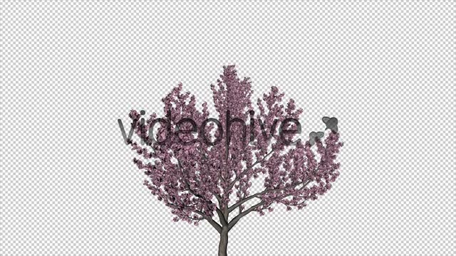 Tree Cherry Blossom Videohive 6076983 Motion Graphics Image 2