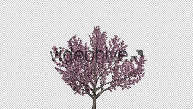 Tree Cherry Blossom Videohive 6076983 Motion Graphics Image 3