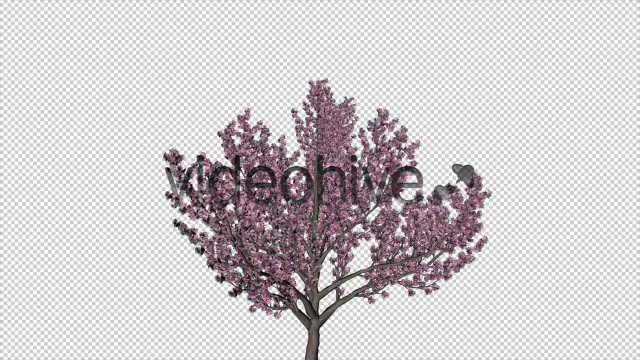 Tree Cherry Blossom Videohive 6076983 Motion Graphics Image 4