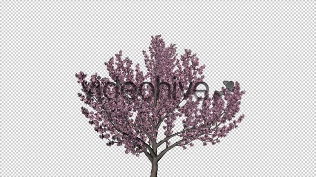 Tree Cherry Blossom Videohive 6076983 Motion Graphics Image 5