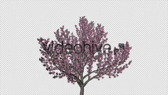 Tree Cherry Blossom Videohive 6076983 Motion Graphics Image 6