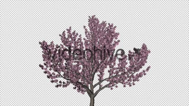 Tree Cherry Blossom Videohive 6076983 Motion Graphics Image 7