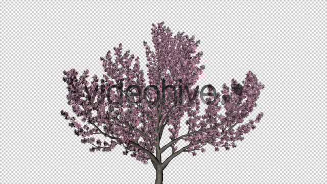 Tree Cherry Blossom Videohive 6076983 Motion Graphics Image 8
